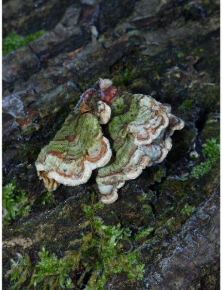 Distinctly zonated fruit bodies on oak in Epping Forest, UK.